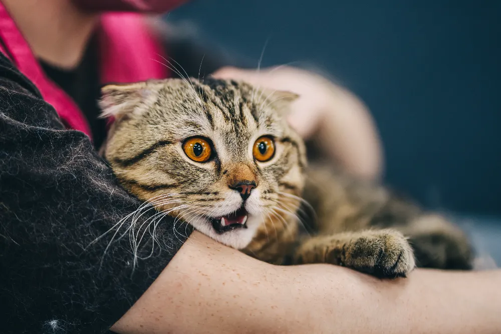 Katze mit Atemproblemen | Erste Hilfe Neuss