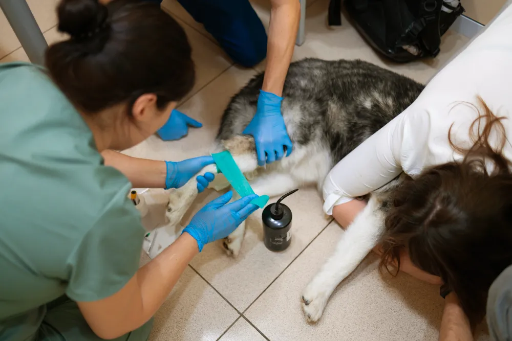Erste Hilfe beim Hund | Erste Hilfe Neuss