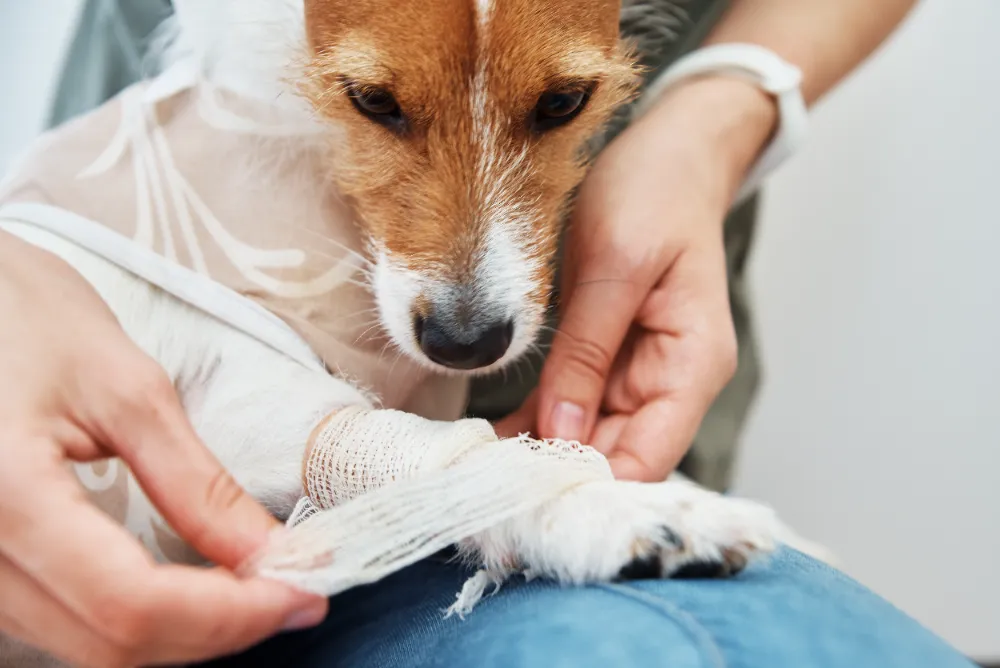 Pfotenverletzung beim Hund | Erste Hilfe Neuss