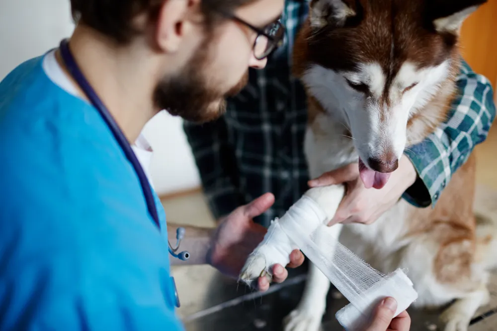 Verband beim Hund anlegen | Erste Hilfe Neuss