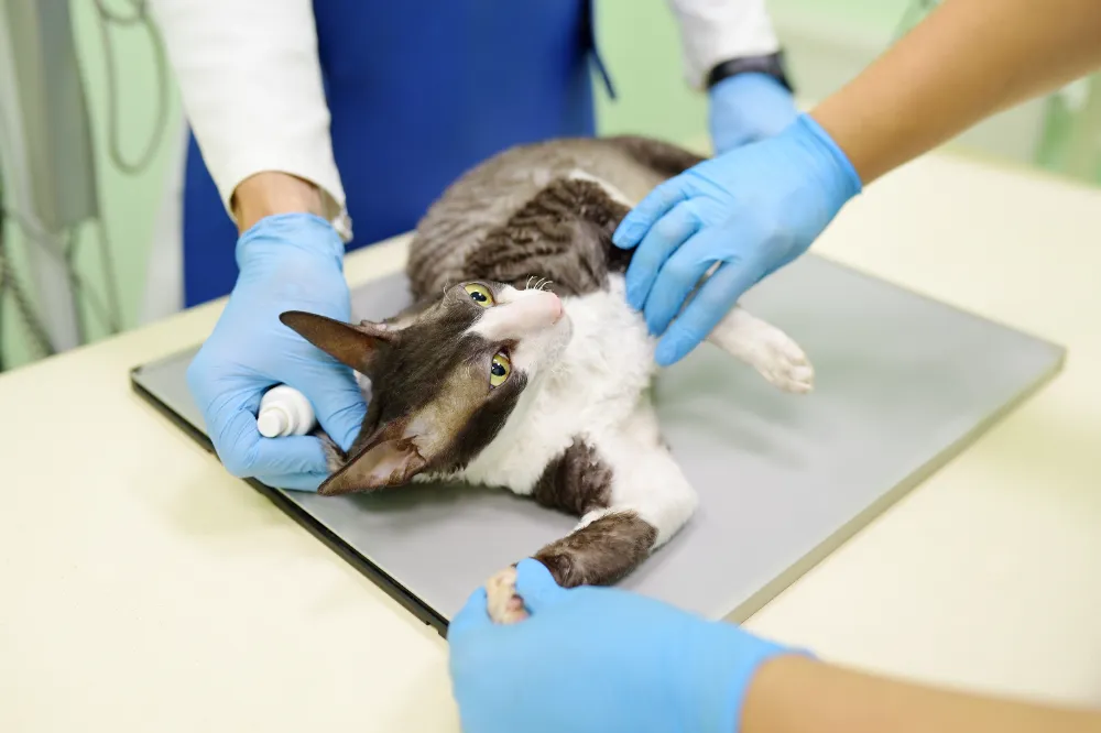 Katze beim Tierarzt | Erste Hilfe Neuss