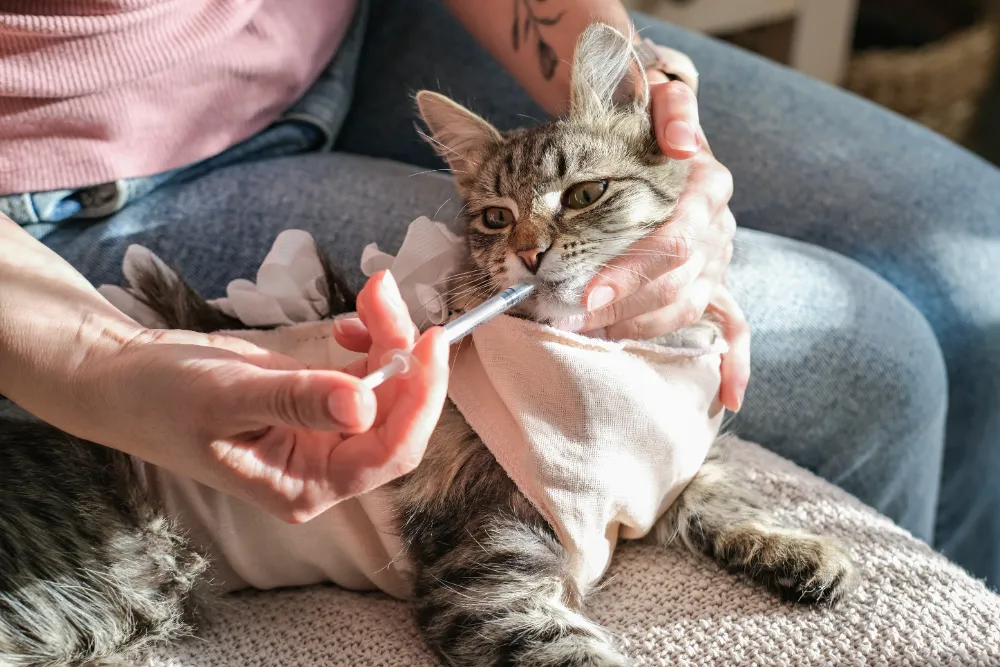 Katze bekommt Medikament | Erste Hilfe Neuss