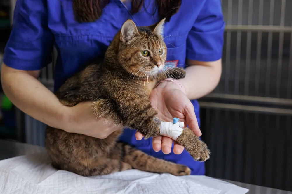 Katze mit Katheter | Erste Hilfe Neuss