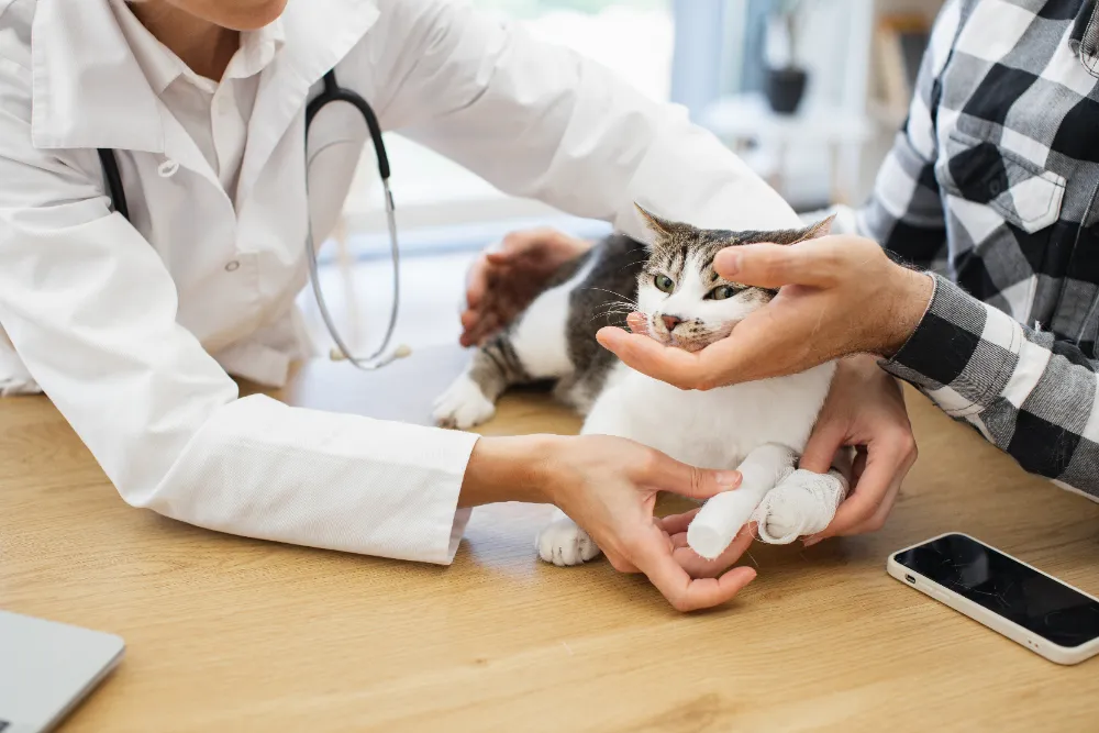 Katze mit Pfotenverband | Erste Hilfe Neuss