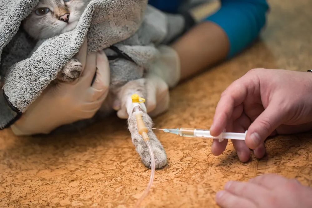 Katze erhält Infusion | Erste Hilfe Neuss